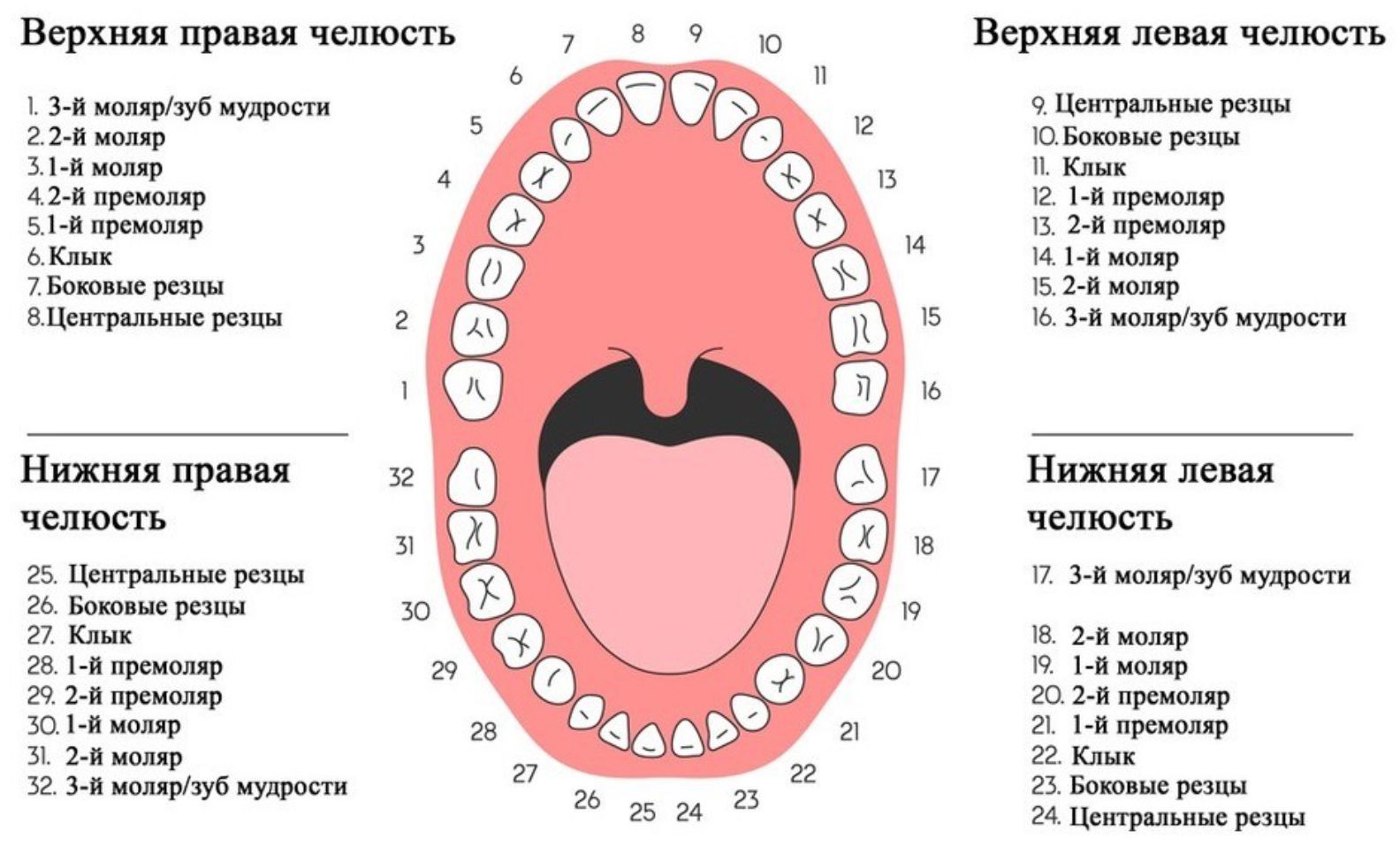 Где Находится 17 Зуб У Человека Фото